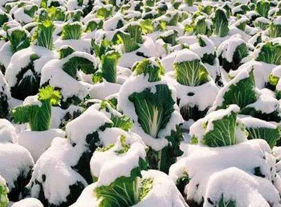 寒潮袭来 蔬菜防寒更需护根